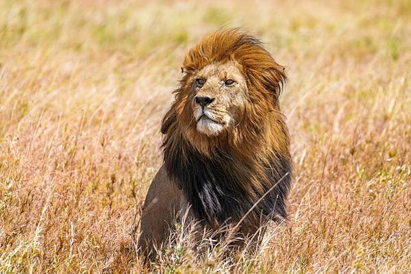 Leeuw in hoog gras op een savanne