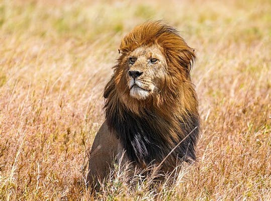 Leeuw in hoog gras op een savanne