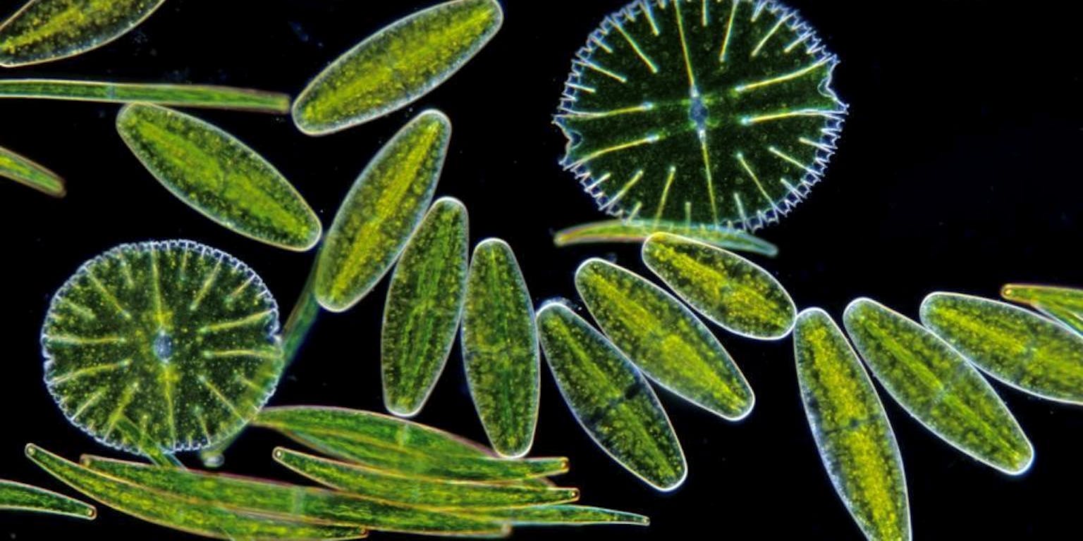 Leven in het water op een zwarte achtergrond.