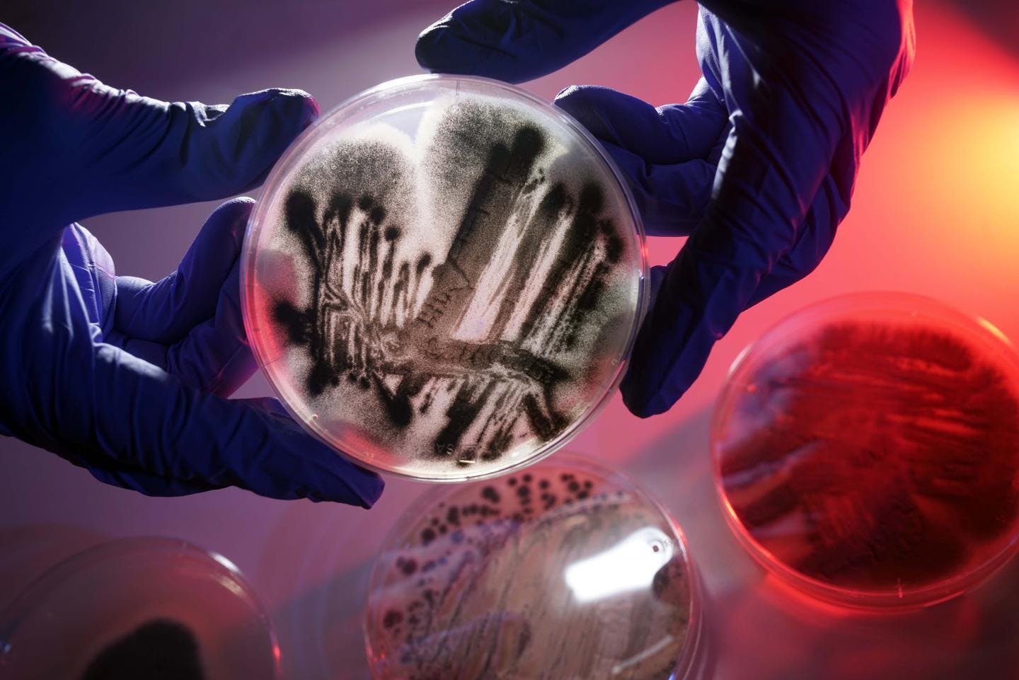 Twee gehandschoende handen houden een petrischaaltje vast, met daarop een cultuur microörganismen uitgeplaat
