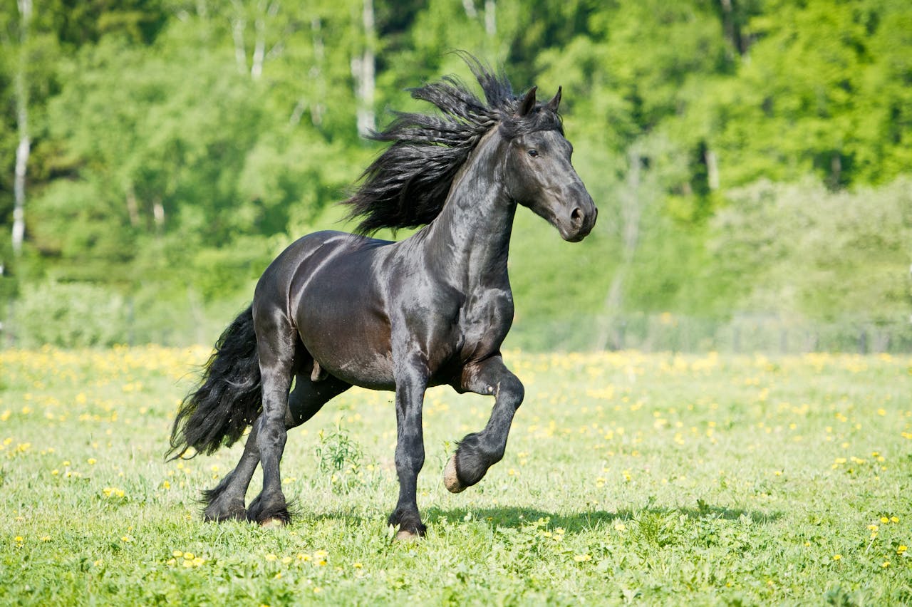 Een zwart paard galoppeert door een grasveld.