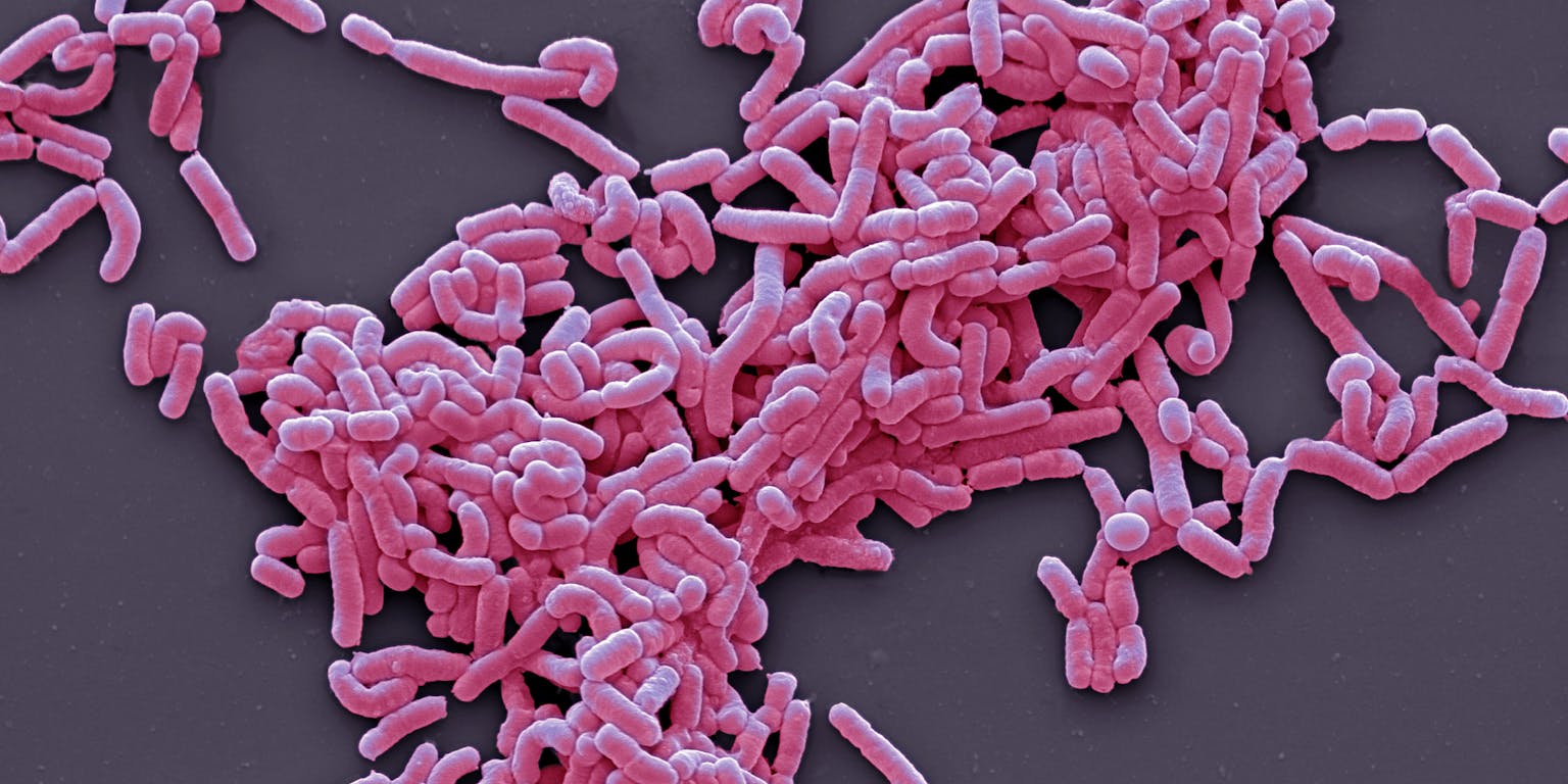 Een close-up van roze melkzuurbacteriën op een zwarte achtergrond.