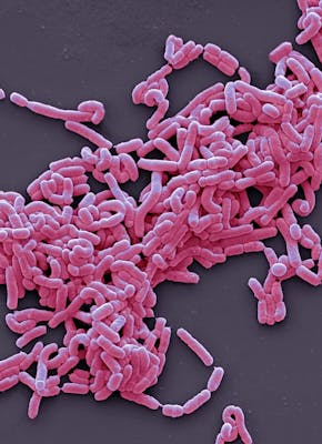 Een close-up van roze melkzuurbacteriën op een zwarte achtergrond.