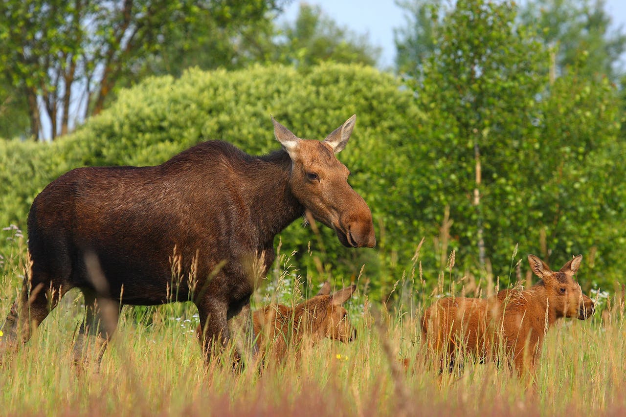 Een eland en haar twee kalven in een grasveld.