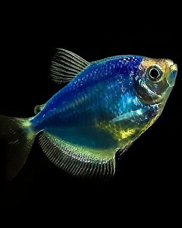 Een voorbeeld van een GloFish, een genetisch aangepaste vis die fluoresceert onder UV-licht en in de VS verkocht wordt. Foto van een zwemmende GloFish in de kleur 'cosmic blue'