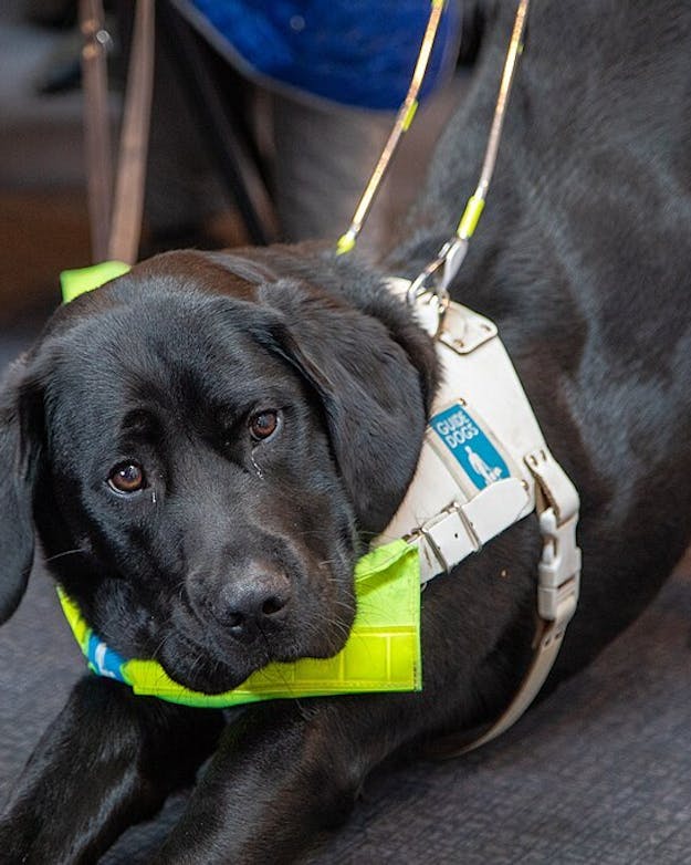 Hoe hecht de band met het baasje ook is, ook hulphonden beschouwen we als object, of hulpbron. Het dier heeft zelf nooit de keuze gemaakt om hulphond te worden. Mensen selecteren de pups met de juiste eigenschappen. Zwarte labrador als blindengeleidehond