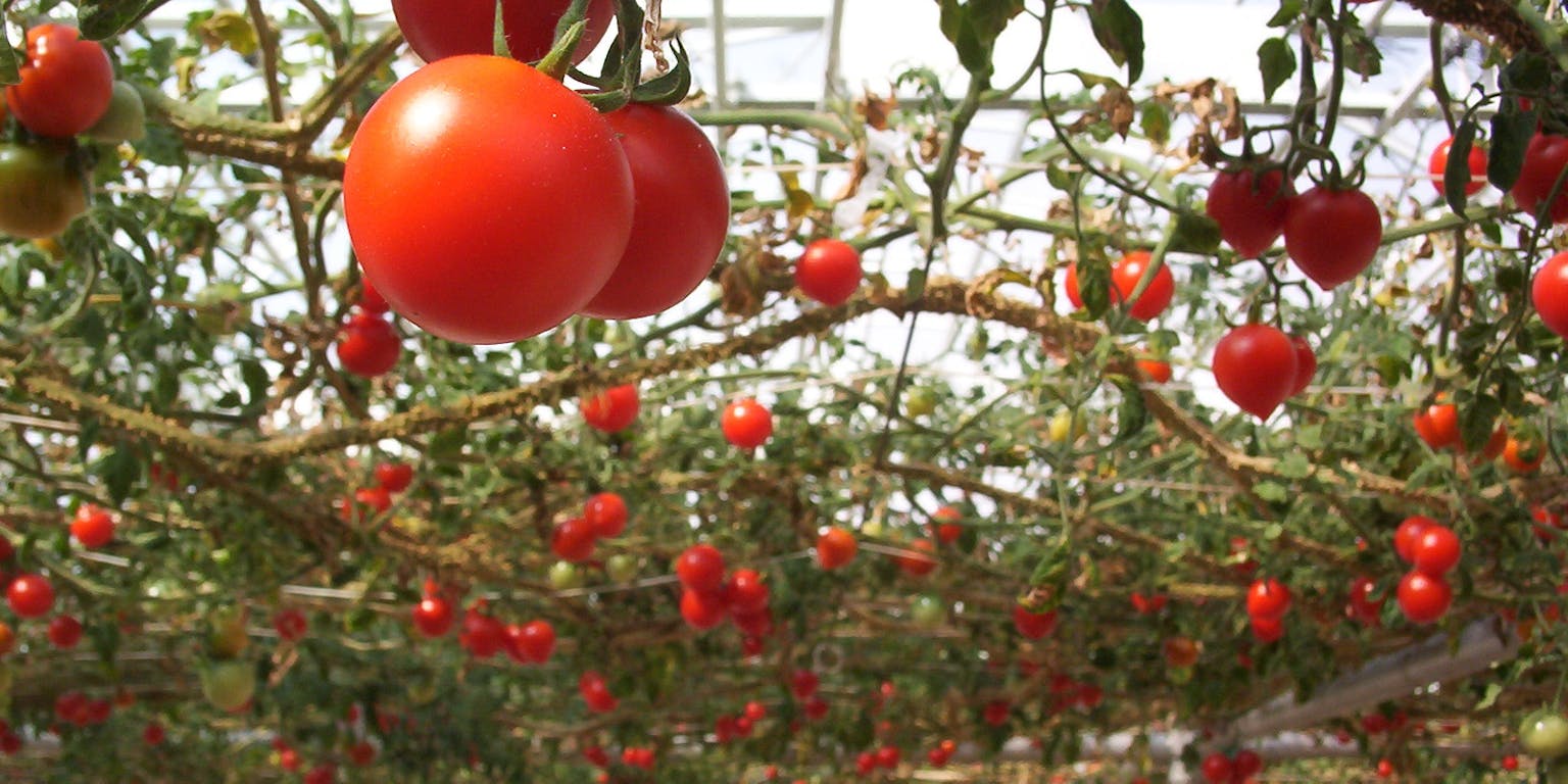 Tomaten in een kas.