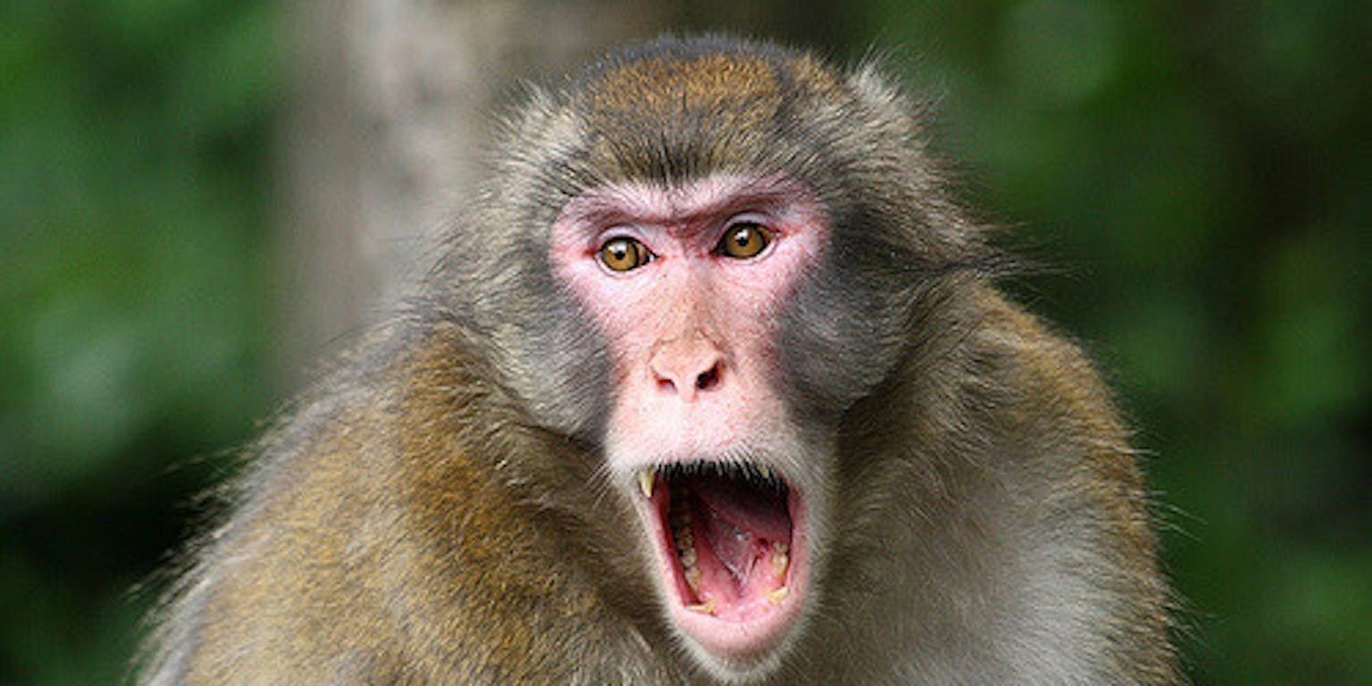 Een aap met zijn mond open.