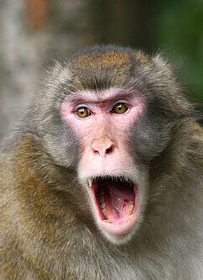 Een aap met zijn mond open.
