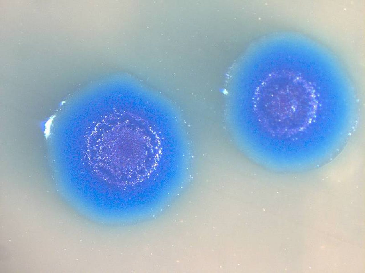 Twee blauwe synthetische cellen.