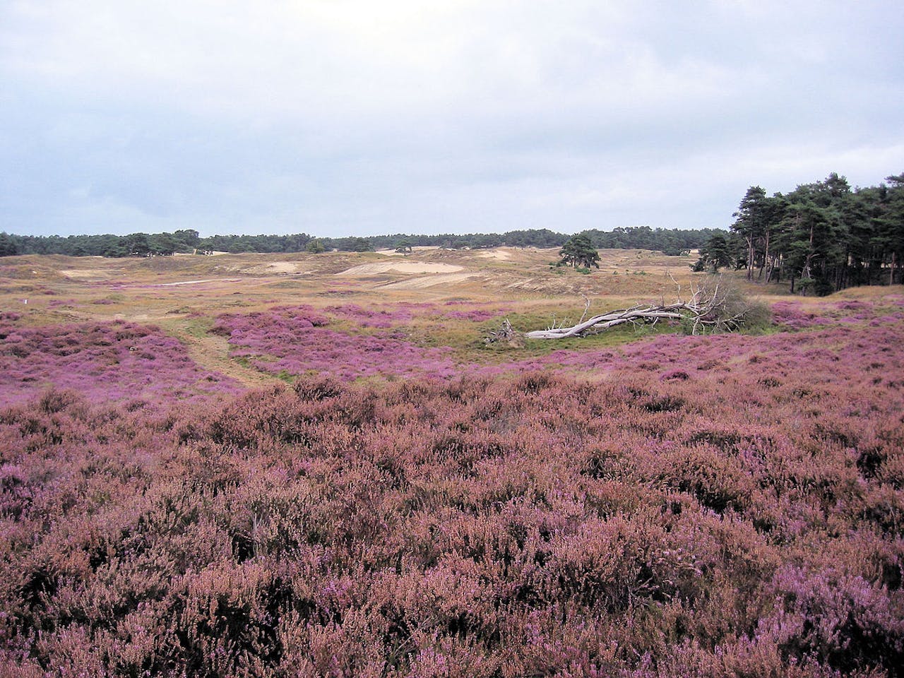 Een veld met paarse bloemen.