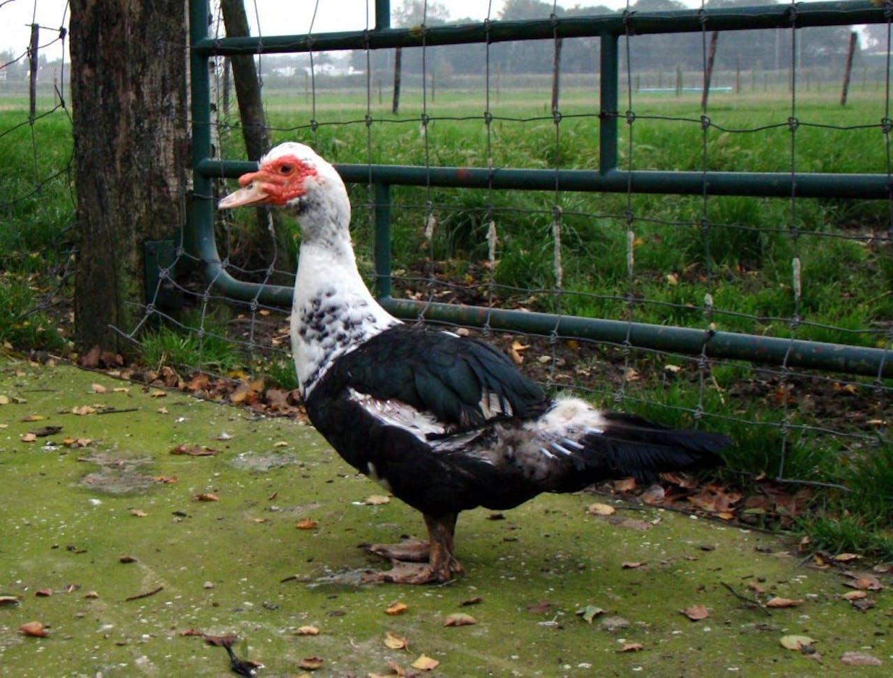 Zo’n muskuseendmannetje lijkt misschien onschuldig terwijl hij rondwaggelt op de kinderboerderij. Maar als hij opgewonden is, vertelt Van der Neut, schiet zijn veertig centimeter lange penis met 120 kilometer per uur uit zijn cloaca. Vrouwtjesmuskuseenden hebben dan ook een uiterst lastig binnen te dringen vagina.