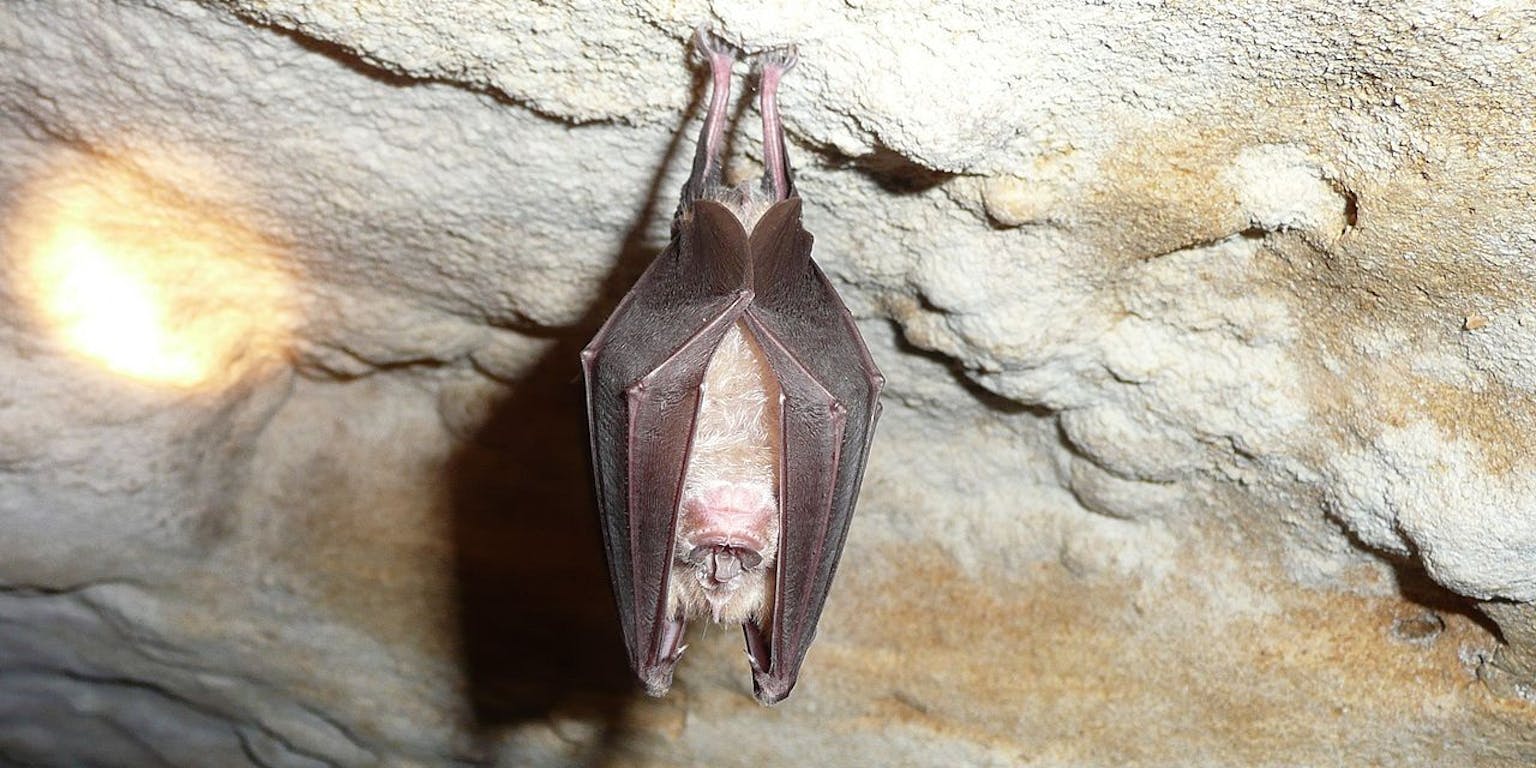 Een vleermuis die aan een rots in een grot hangt.