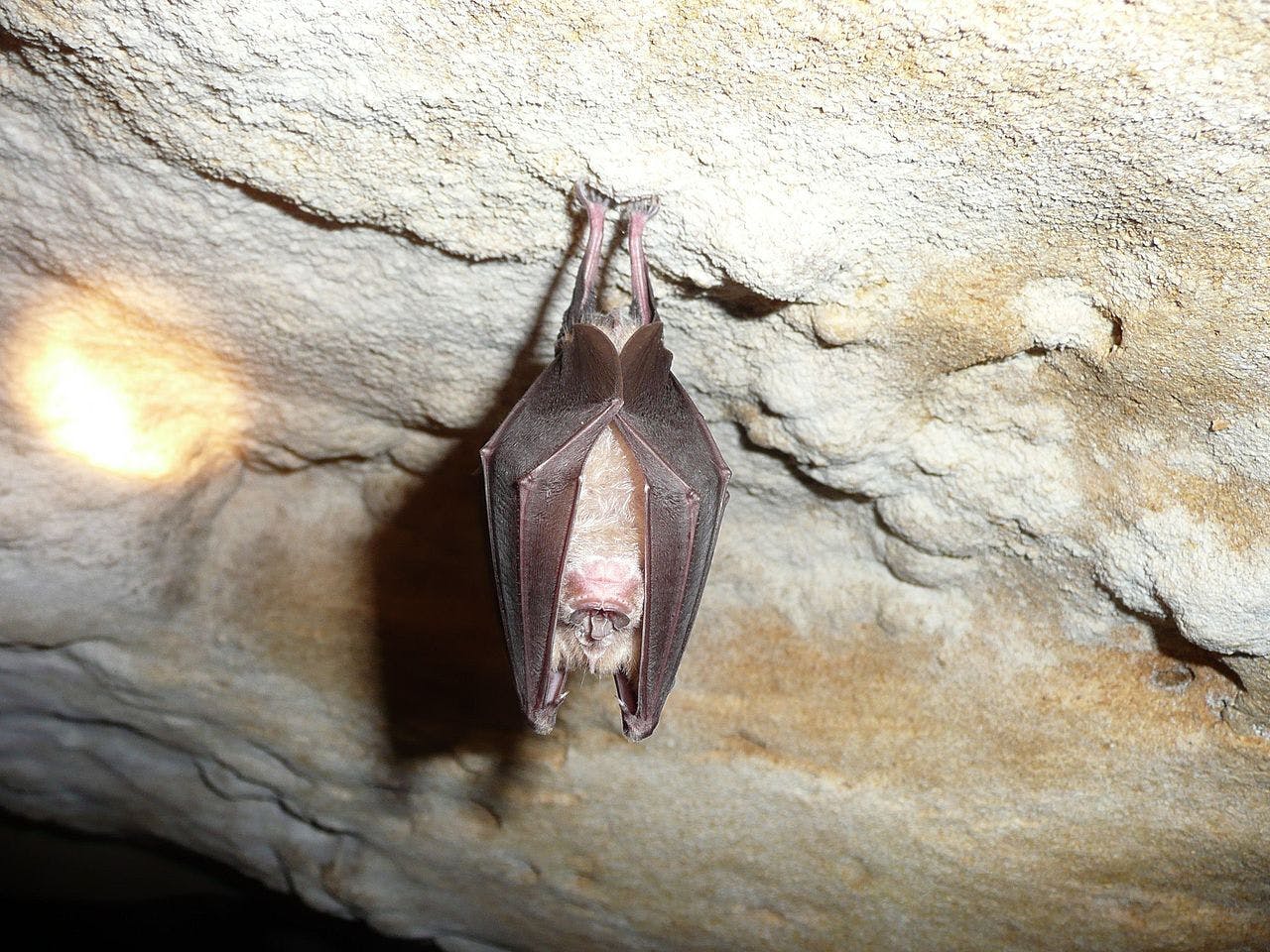 Een vleermuis die aan een rots in een grot hangt.