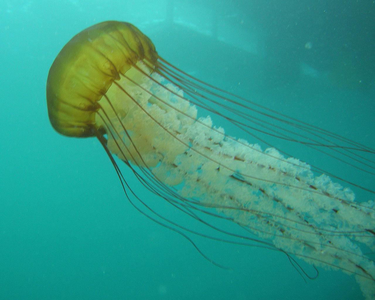De kwalsoort Chrysaora fuscescens, ook Pacific sea nettle or West Coast sea nettle genoemd.