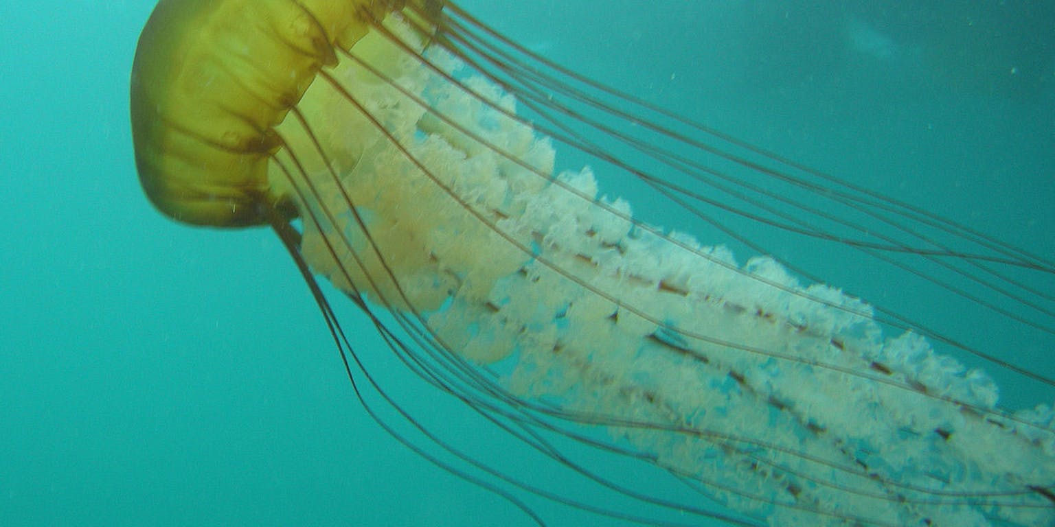 De kwalsoort Chrysaora fuscescens, ook Pacific sea nettle or West Coast sea nettle genoemd.