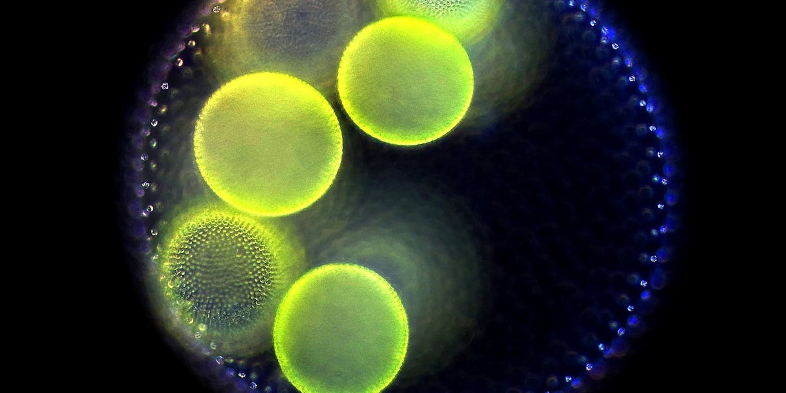 Visualisatie van Volvox Aureus