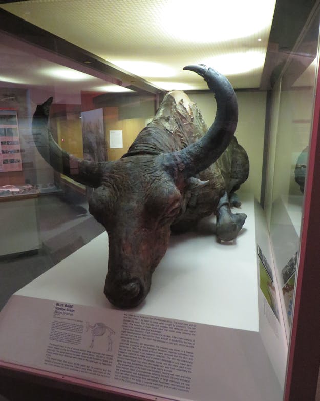 De gemummificeerde steppewisent Blue Babe werd in de permafrost van Alaska gevonden en vervolgens tentoongesteld. Een gemummificeerde steppewisent ligt op een verhoging in museum achter glas.