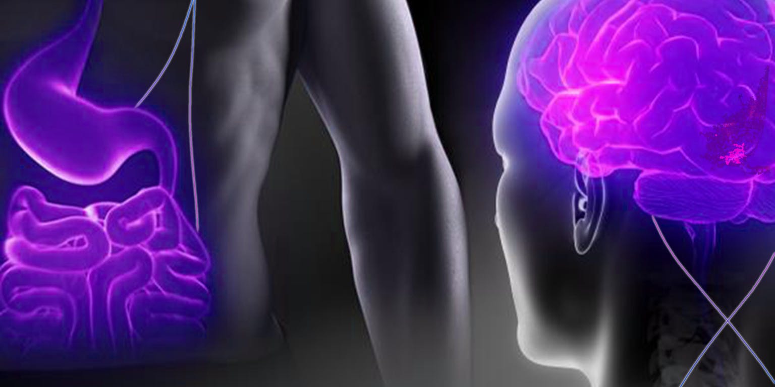 Een afbeelding van twee personen. Bij de ene persoon zijn is de blindedarm uitgelicht, bij de andere persoon de hersenen. Volgens een internationaal team van wetenschappers lijkt de blindedarm een belangrijke rol te spelen bij de ziekte van Parkinson.