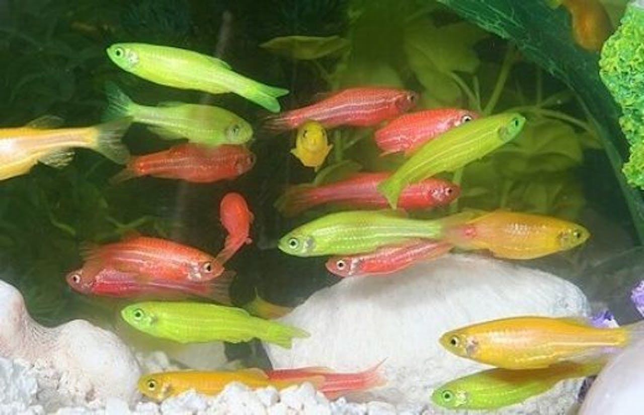 Een groep kleurrijke vissen in een aquarium.