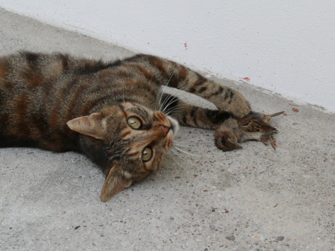 Katteneigenaren denken heel verschillend over het jaaggedrag van hun huisdier.