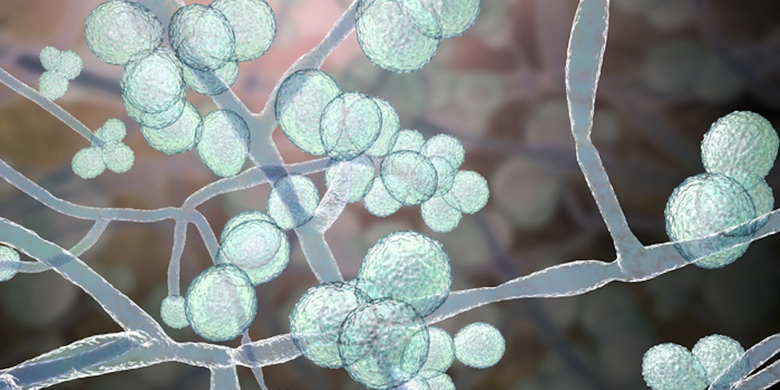 Artistieke weergave van de schimmel Candida auris