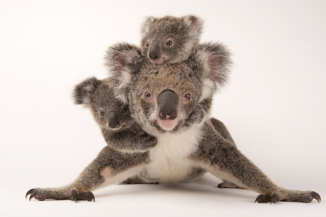 Koalamoeder met twee jongen, door Sartore gefotografeerd in Australia Zoo Wildlife Hospital.