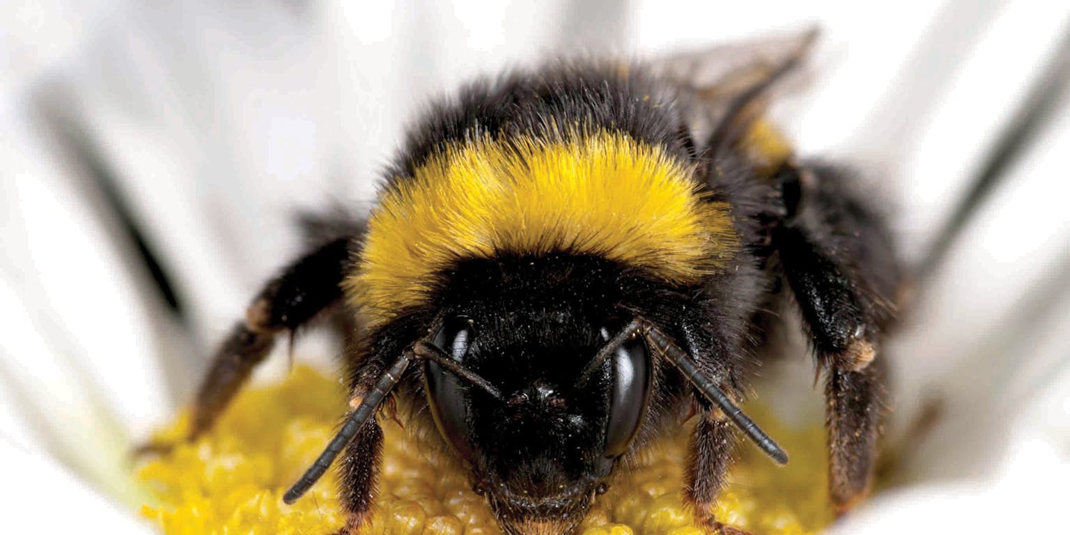 Een zwart-gele bij zit op een witte bloem.