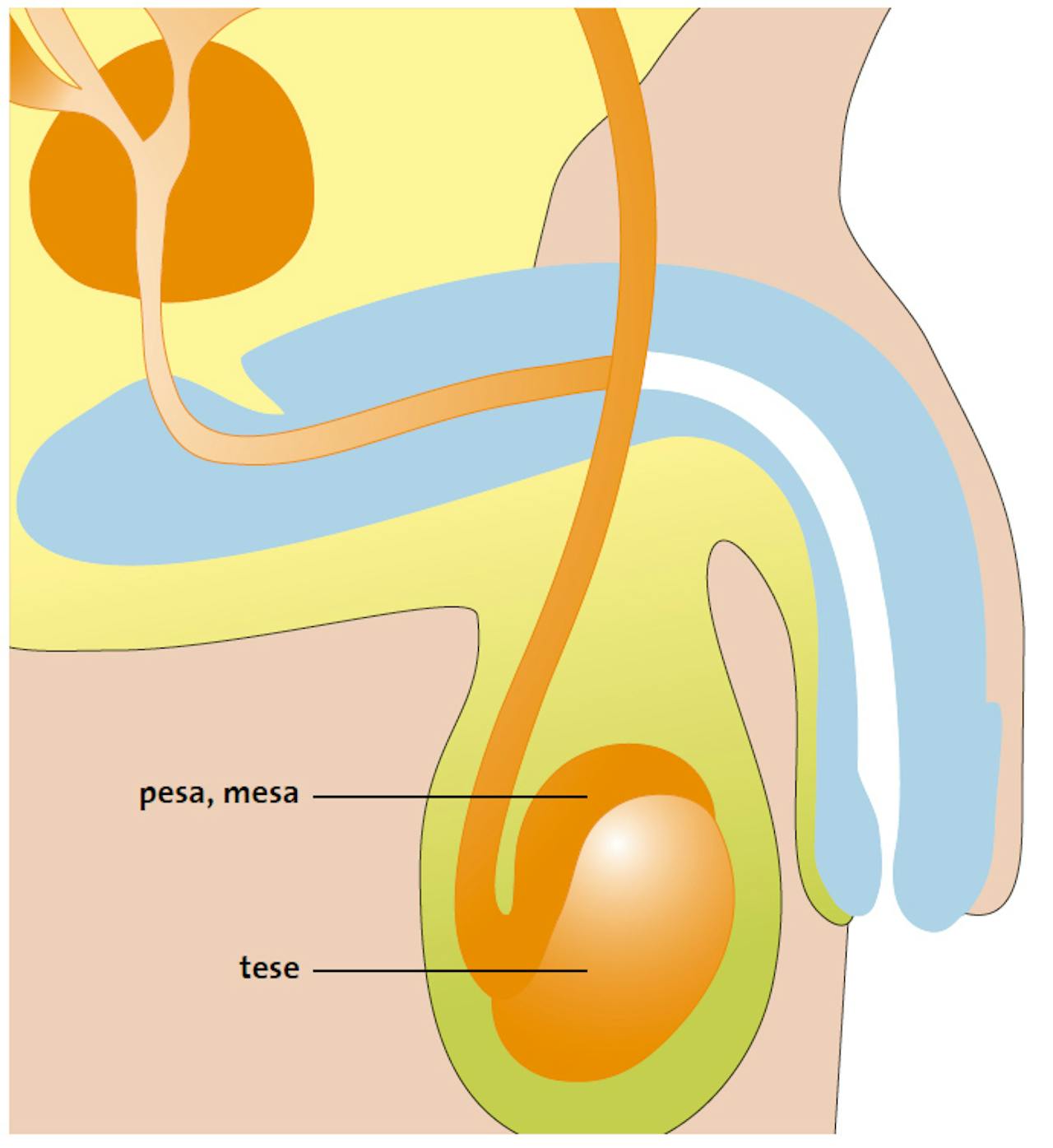 Een diagram van het mannelijke voortplantingssysteem.