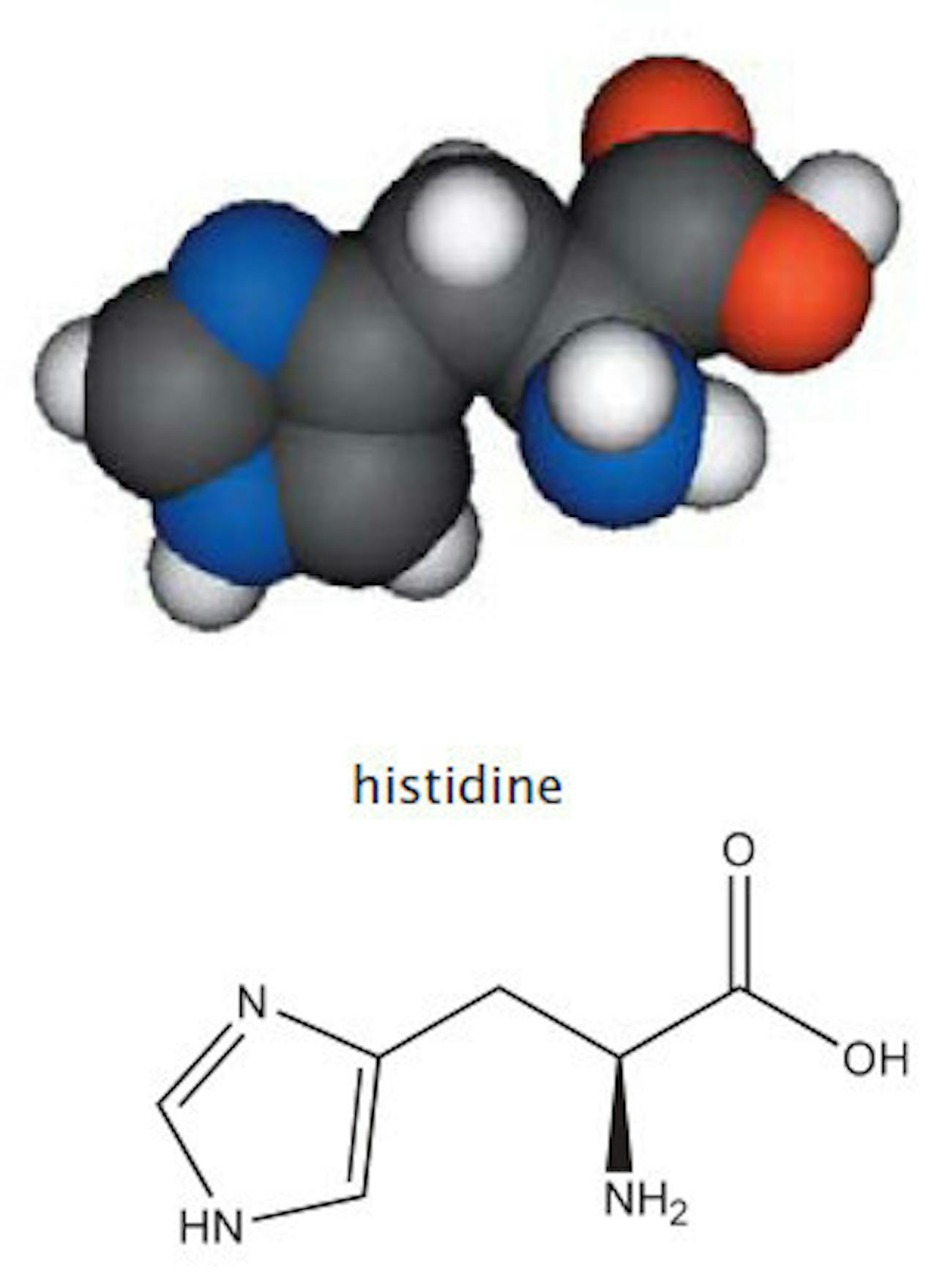 Een afbeelding van het molecuul histidine.