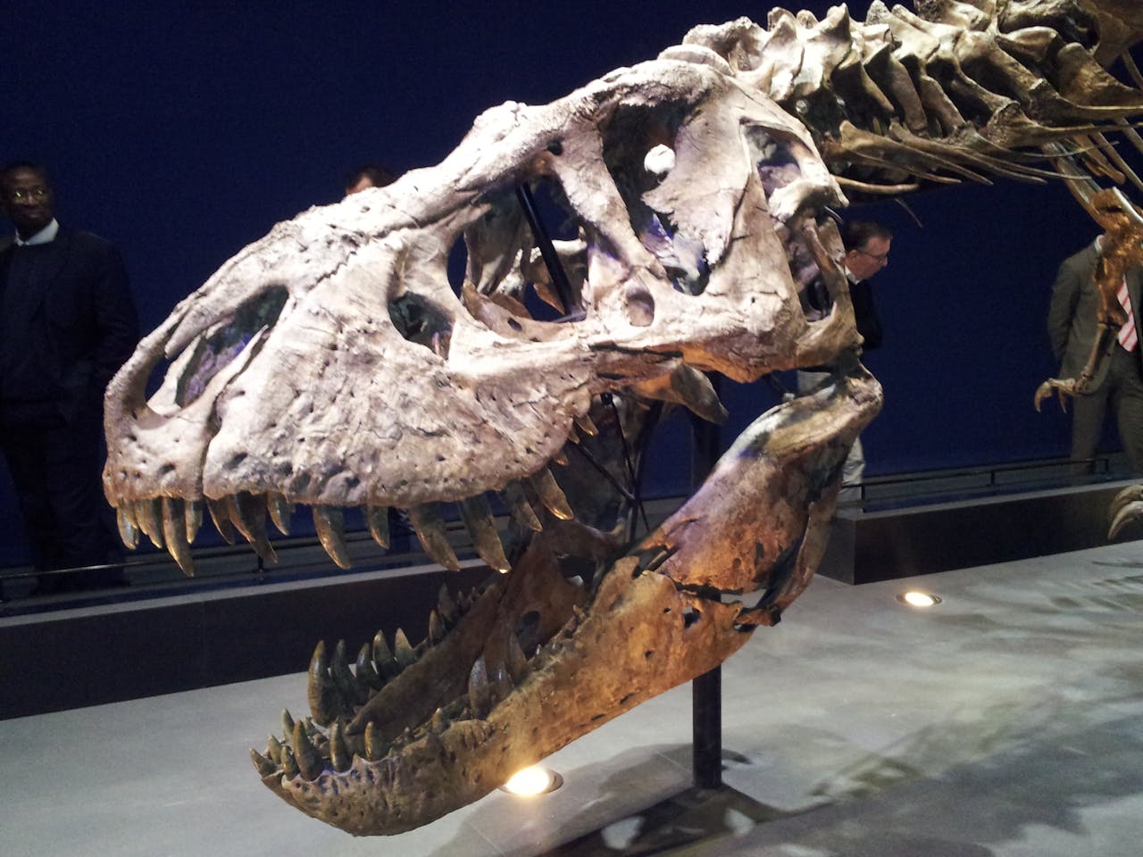 Tyrannosaurus rex Trix, in het Pesthuis in Naturalis