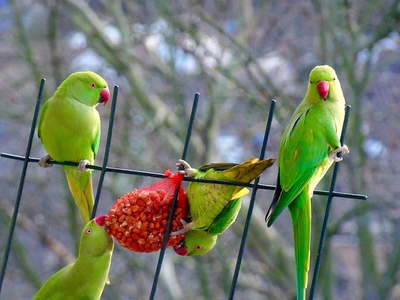 Een hekwerk met vier groene vogels. Twee ervan eten van een rood netje met pinda's.