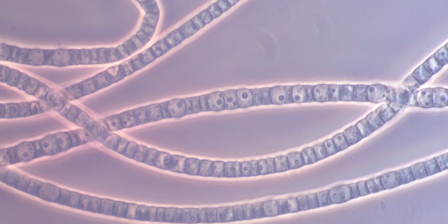 Een visuele weergave van kabelbacteriën.
