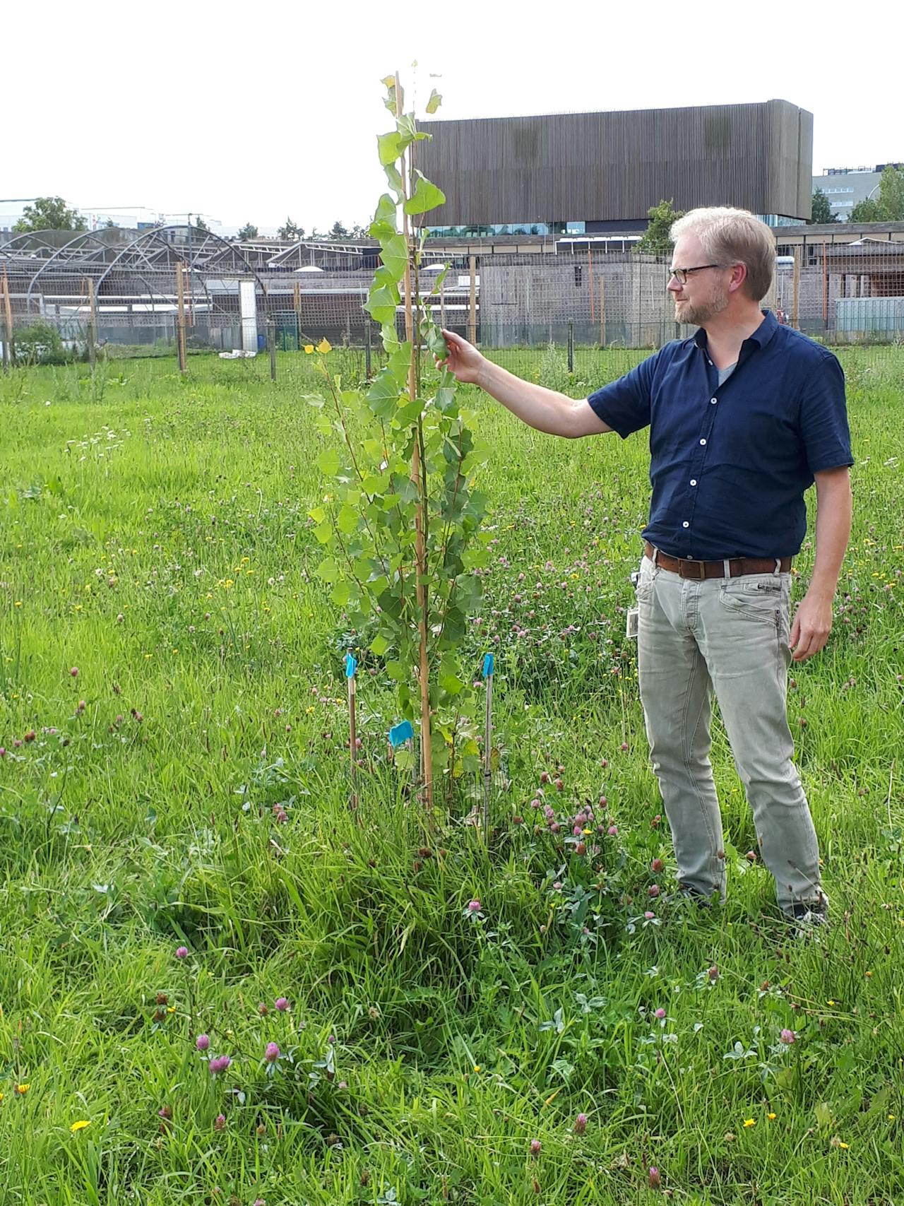 Ecoloog en geneticus Koen Verhoeven bij de zwarte populier die model stond voor het referentiegenoom van zijn soort.