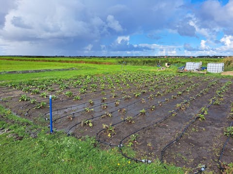 Zilte teelt op Terschelling. De blauwe peilbuis dient voor het in de gaten houden van de grondwaterstand. In een graslandschap is een vierkant gedeelte vrijgemaakt. In de zwarte aarde zijn kleine gewassen aangeplant.