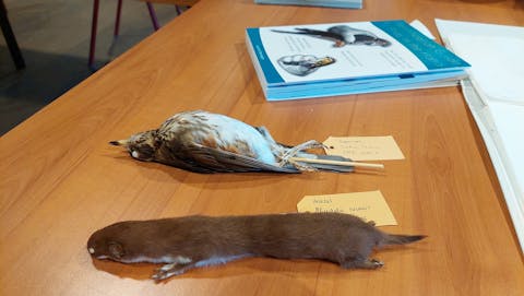 Balgen worden niet in een natuurlijke houding bewaard, maar juist met de poten strak langs het lichaam. Een gebalgde wezel en een gebalgde vogel liggen op tafel. Op een kaartje aan hun poot staat informatie voor de collectie-opslag.