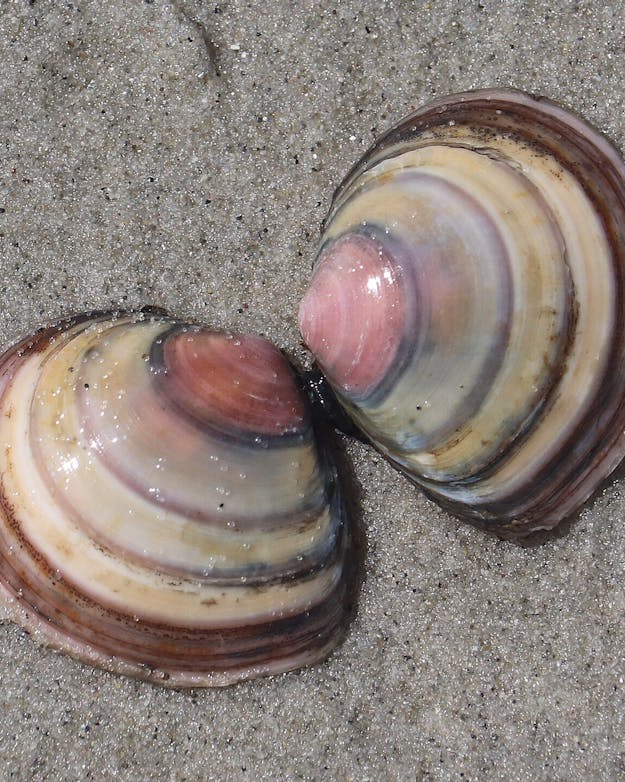 Bovenaanzicht van een nonnetje, twee schelpjes aan elkaar. Bovenaanzicht van een nonnetje, twee schelpjes aan elkaar.