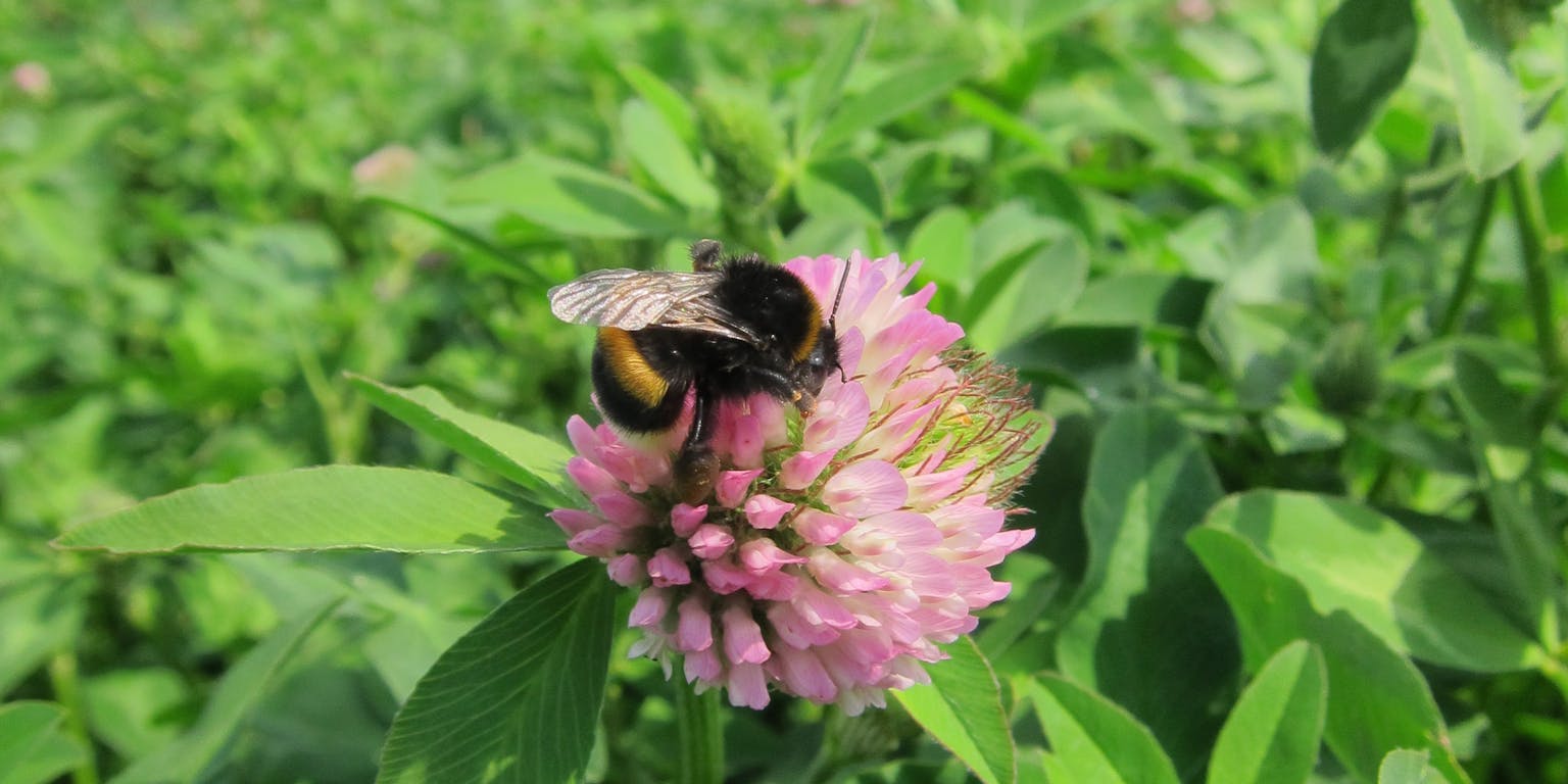 Een bij op een roze bloem in een veld.