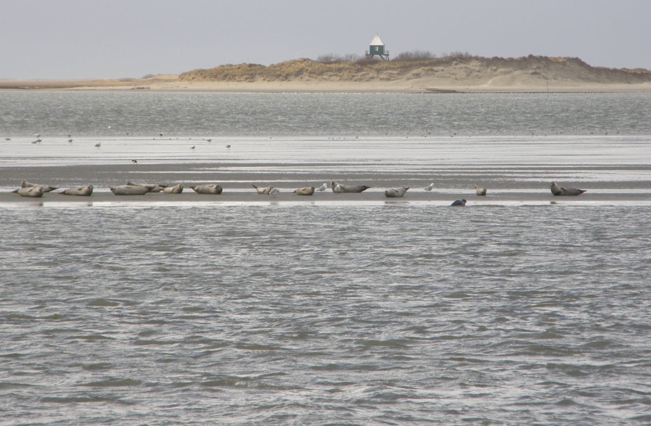 Een groep zeehonden bij Rottumerplaat, het garnaal-vormige eiland in de Waddenzee.
