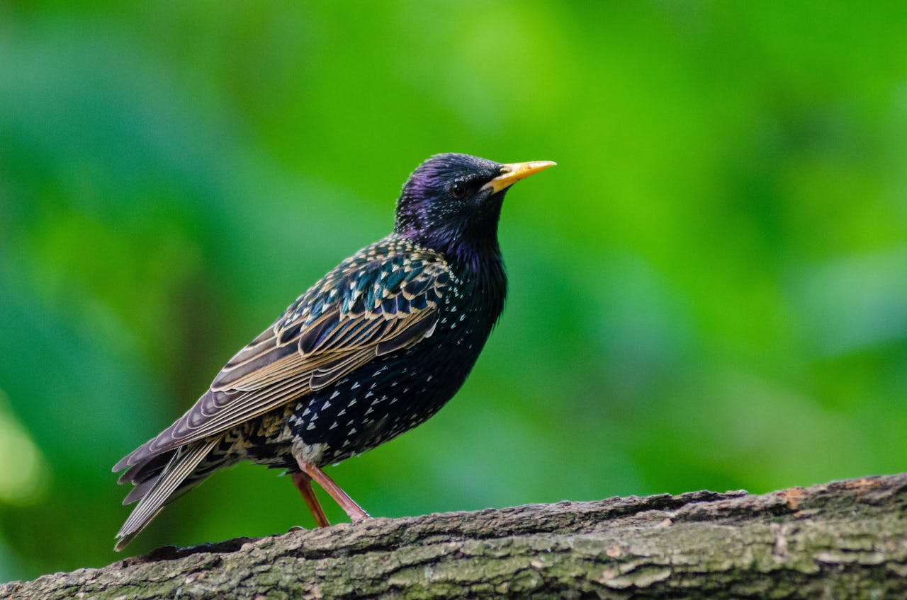 Of jagende huiskatten een serieuze bedreiging vormen voor de vogelstand staat nog ter discussie