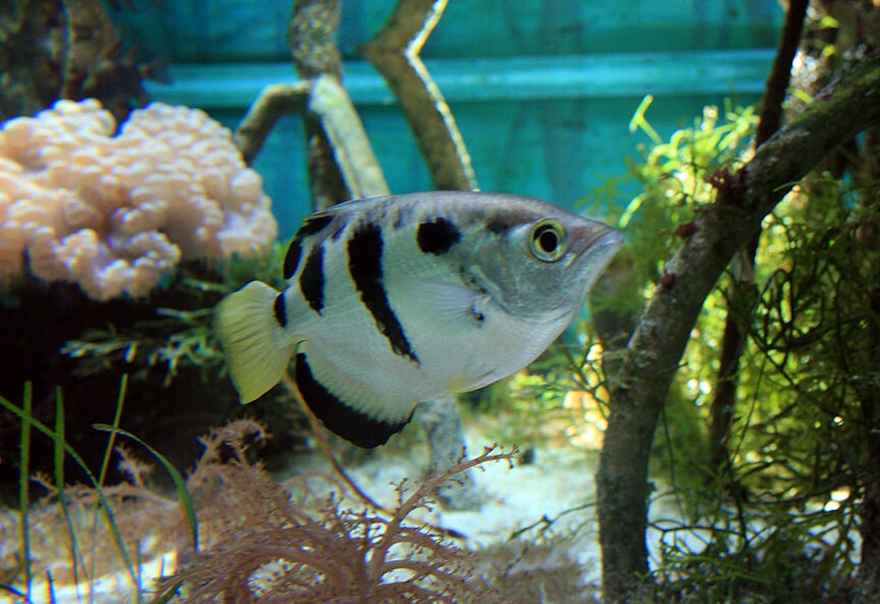 De schuttersvis in een aquarium.