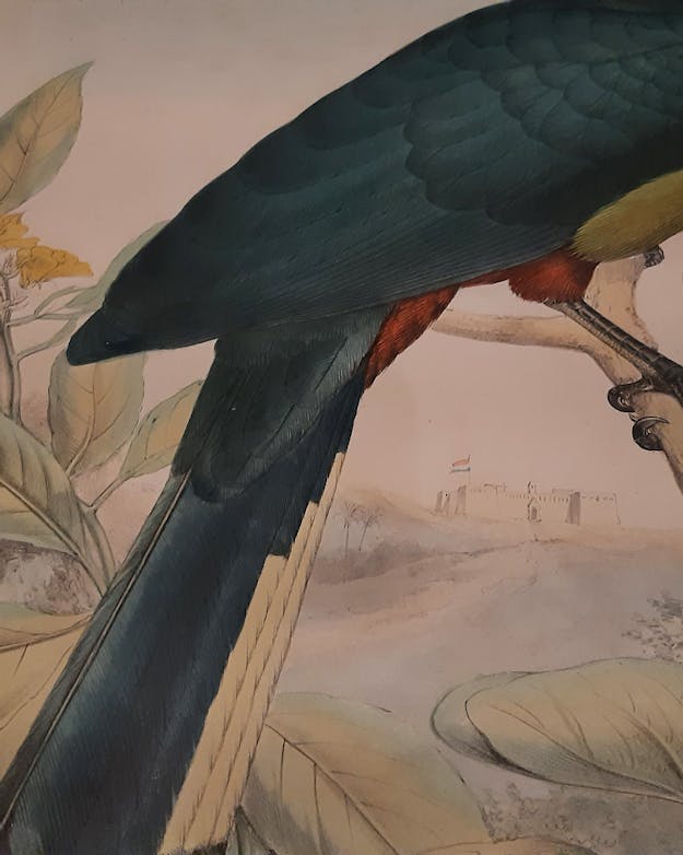 Vogelillustratie met fort op achtergrond Vogelillustratie met fort op achtergrond
