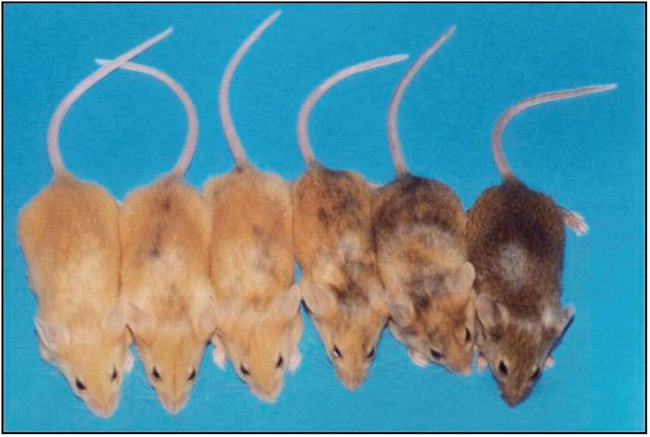 Een groep bruine muizen zitten naast elkaar op een rij op een blauwe achtergrond.