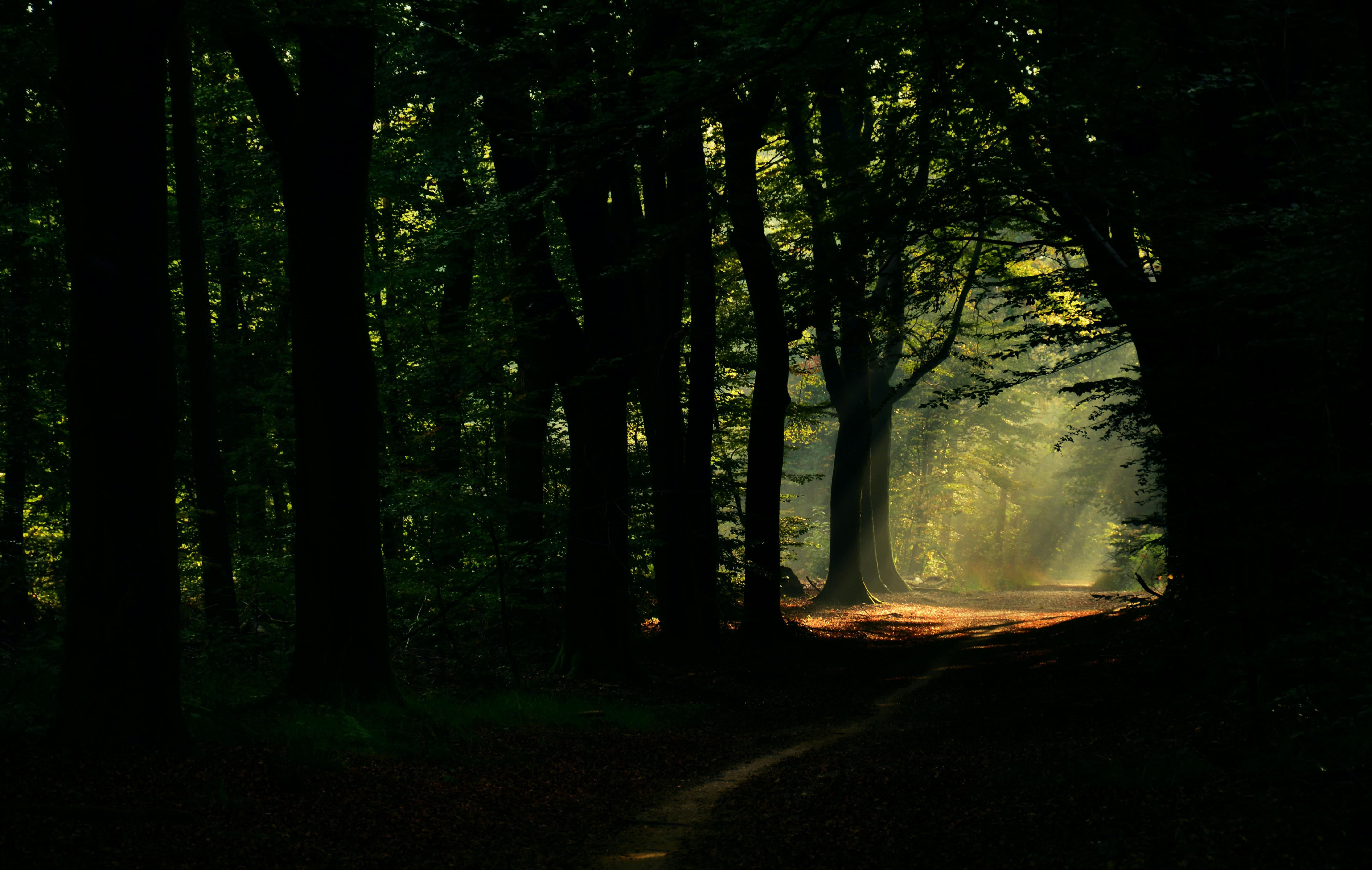 Een onverhard pad in het bos.