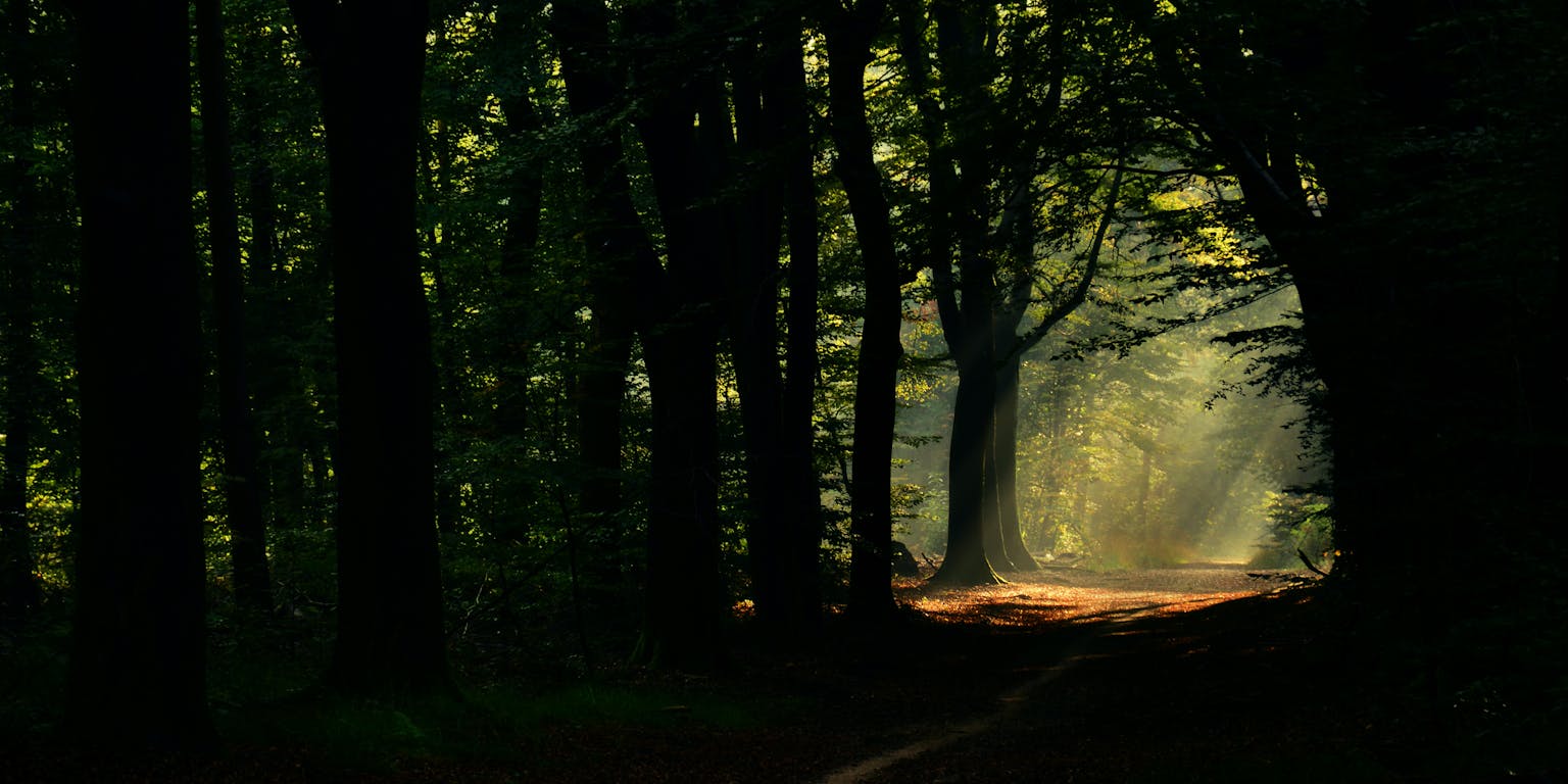 Een onverhard pad in het bos.