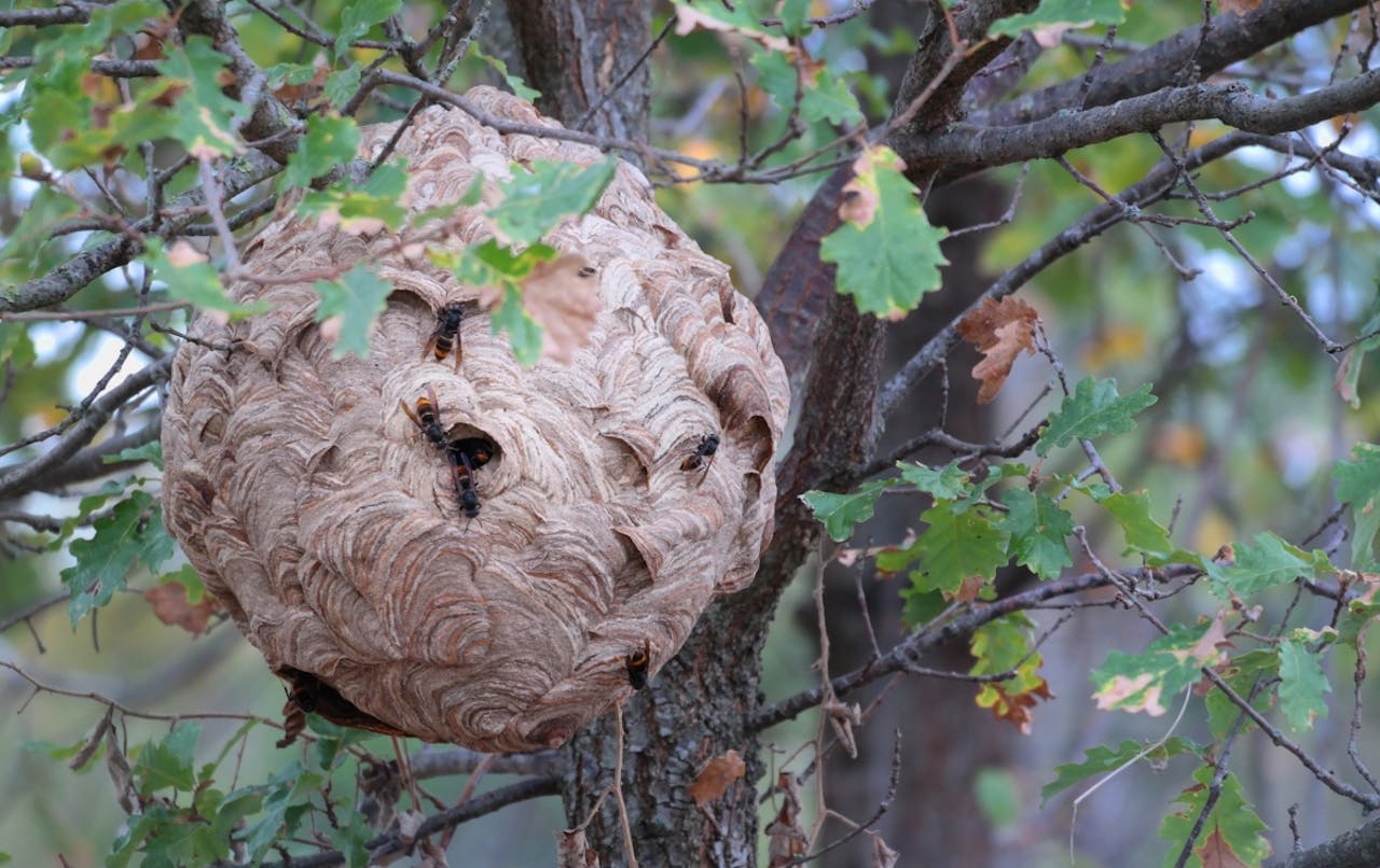 Een groot, bolvormig, beige nest hangt in een boom. In en uit de gaten in het nest komen Aziatische hoornaars.