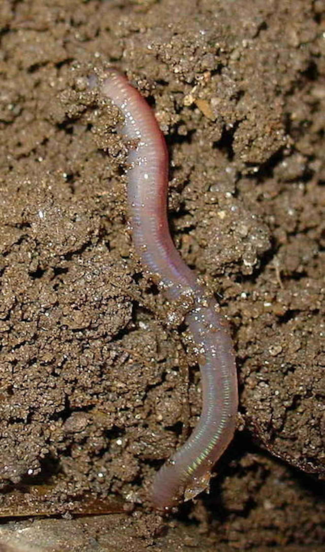 Een kleine worm die door de aarde kruipt.
