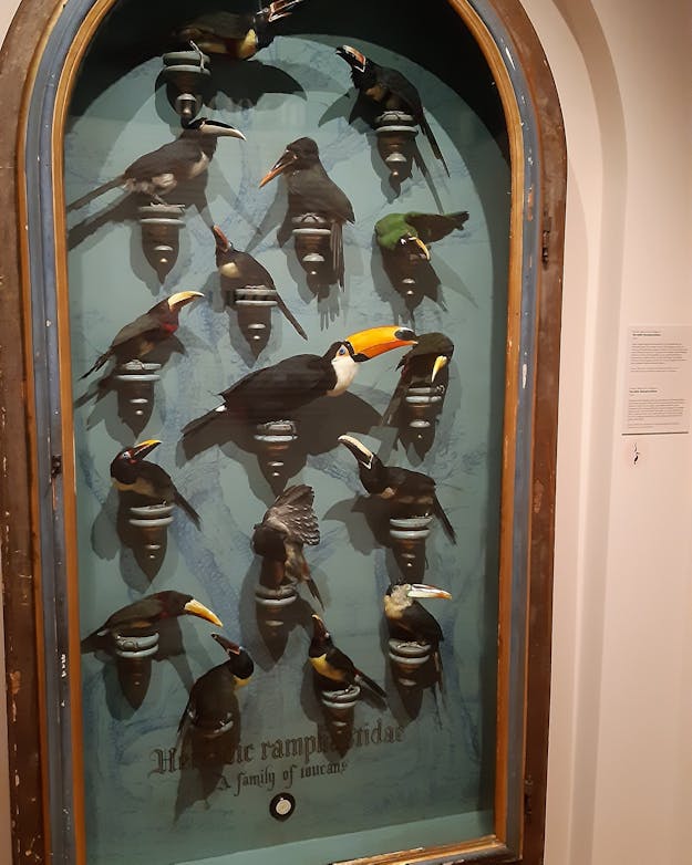 Toekans in de tentoonstelling Roep van de O’o Toekans in de tentoonstelling Roep van de O’o