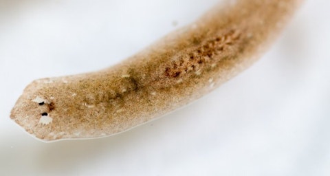 Bruine platworm op een witte achtergrond