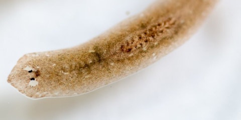 Bruine platworm op een witte achtergrond